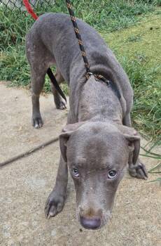 Ic9 Roni -  Labrador Retriever and Pit Bull Terrier Dog for Adoption in Lawrenceville, Georgia - Ic9 Roni | PetCurious