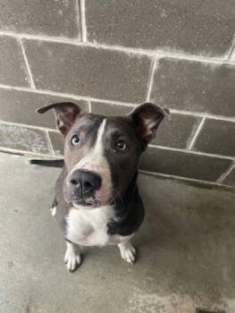 Rescue Pit Bull Terrier and Mixed Breed Dogs for Adoption in Batavia, Ohio - Charlotte | PetCurious