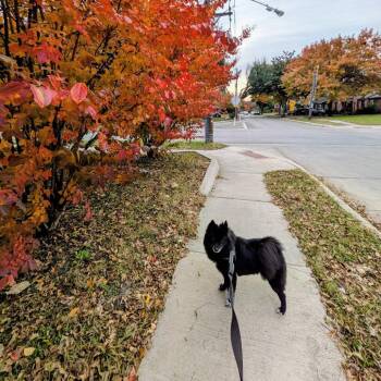 Spitz Dogs Available for Adoption in Dallas, Texas - Finn IX (New Digs) | PetCurious
