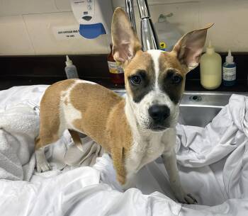 Teriyaki -  Mixed Breed Dog for Adoption in Nashville, Tennessee - Teriyaki | PetCurious