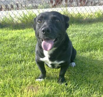 61574633 -  Corgi and Border Collie Dog for Adoption in Elko, Nevada - 61574633 | PetCurious