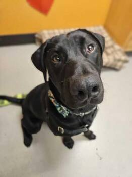 Rescue Mixed Breed Dogs for Adoption in Bellingham, Washington - Grizzly | PetCurious