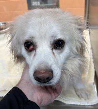 Papillon and Chihuahua Dogs Available for Adoption - Pen 216c | PetCurious