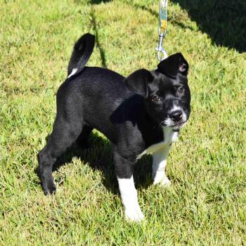 Bunny -  Mixed Breed Dog for Adoption in Searcy, Arkansas - Bunny | PetCurious