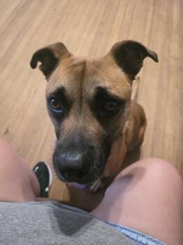 Jackson -  Black Mouth Cur Dog for Adoption in Boston, Massachusetts - Jackson | PetCurious