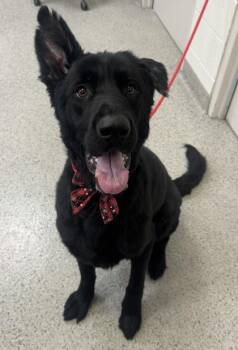 Niko -  German Shepherd Dog and Mixed Breed Dog for Adoption in Fishers, Indiana - Niko | PetCurious