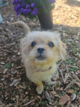 Twinkie -  Shih Tzu Dog for Adoption in Portland, Oregon - Twinkie | PetCurious