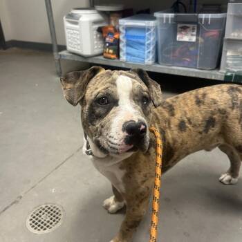 Mochomo -  Catahoula Leopard Dog and Mixed Breed Dog for Adoption in Yuma, Arizona - Mochomo | PetCurious