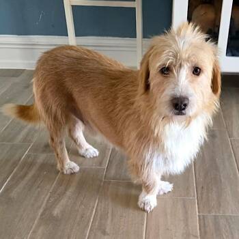 Mr. BFF Benny -  Border Terrier and Corgi Dog for Adoption in Ridgefield, Washington - Mr. BFF Benny | PetCurious