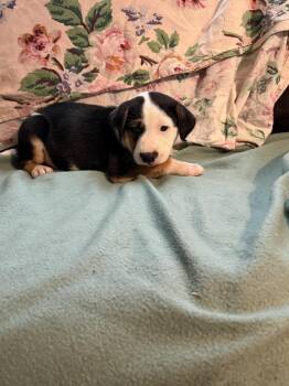 Dallas - Wardell pups -  Labrador Retriever and Border Collie Dog for Adoption in Horn Lake, Mississippi - Dallas - Wardell Pups | PetCurious