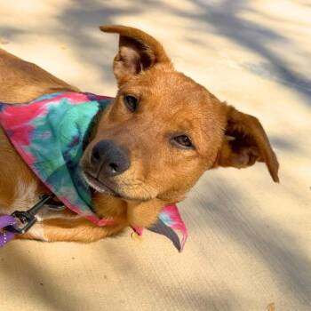 IDLI -  Labrador Retriever Dog for Adoption in San Antonio, Texas - IDLI | PetCurious