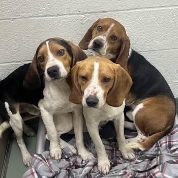 Beagle Dogs Available for Adoption - SVAS-Stray-38365 | PetCurious
