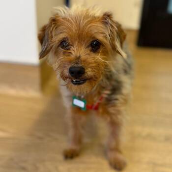 Terrier Dogs Available for Adoption in San Francisco, California - Khaki 14118 | PetCurious