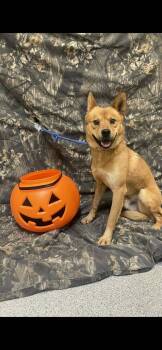 Rescue Mixed Breed Dogs for Adoption in Reidsville, North Carolina - Diesel | PetCurious