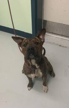 Mixed Breed Dogs Available for Adoption in Savannah, Georgia - Bronco | PetCurious