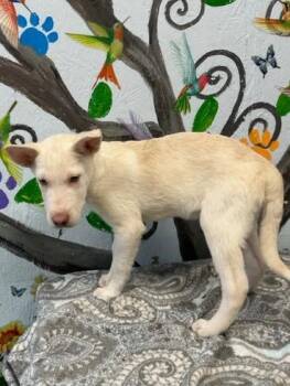 Uri 24 -  Husky Dog for Adoption in Brookhaven, Mississippi - Uri 24 | PetCurious