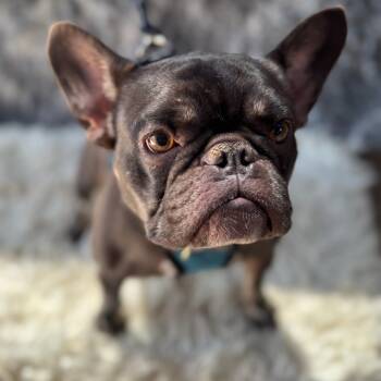 Rescue French Bulldog Dogs for Adoption in San Diego, California - Baby | PetCurious