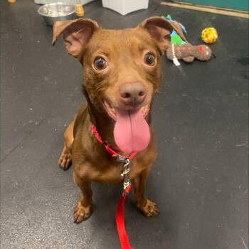 Tootsie Roll -  Mixed Breed Dog for Adoption in Oshkosh, Wisconsin - Tootsie Roll | PetCurious