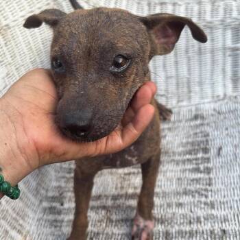 Crysta *Arriving 9/26* D12448 -  Jack Russell Terrier and Mixed Breed Dog for Adoption - Crysta *Arriving 9/26* D12448 | PetCurious