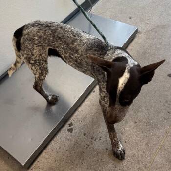 SMOKEY -  Mixed Breed Dog for Adoption in Las Cruces, New Mexico - SMOKEY | PetCurious