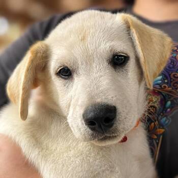 Atlantis -  Labrador Retriever and Mixed Breed Dog for Adoption in Boerne, Texas - Atlantis | PetCurious