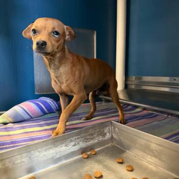 Nacho -  Chihuahua Dog for Adoption in Yuma, Arizona - Nacho | PetCurious