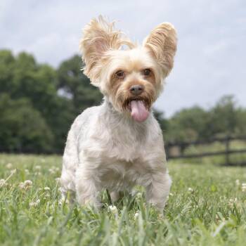 Oliver Twist -  Yorkshire Terrier Dog for Adoption in Franklin, Tennessee - Oliver Twist | PetCurious