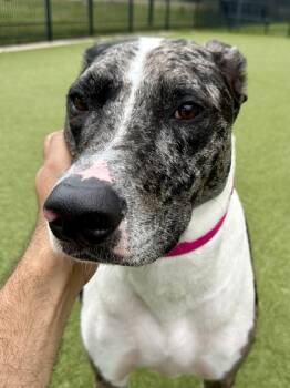 Mixed Breed Dogs Available for Adoption in Wichita, Kansas - Ruby | PetCurious