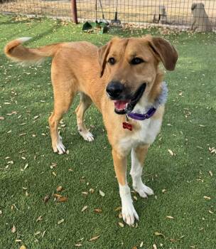 Shepherd and Black Mouth Cur Dogs Available for Adoption - Spirit  | PetCurious