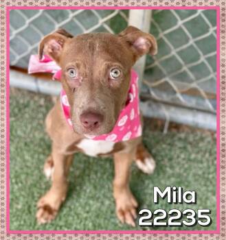 MILA -  Pit Bull Terrier and Weimaraner Dog for Adoption in Marietta, Georgia - MILA | PetCurious