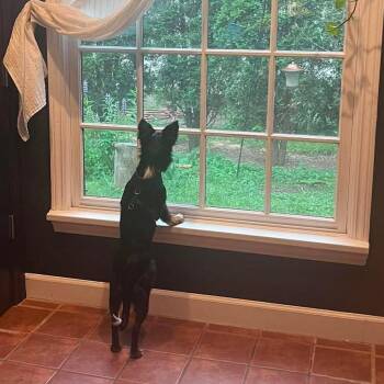 Susannah -  Mixed Breed and Australian Shepherd Dog for Adoption in Hilton, New York - Susannah | PetCurious