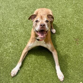 Rescue Mixed Breed Dogs for Adoption in Titusville, Florida - Copper | PetCurious