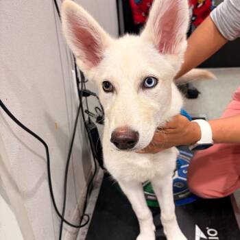 Tasha -  Shepherd and Mixed Breed Dog for Adoption in Tampa, Florida - Tasha | PetCurious