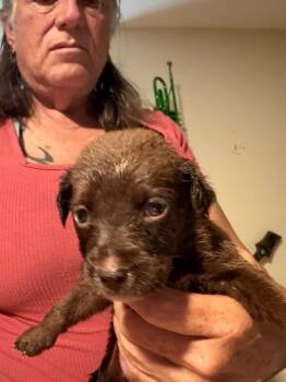 Extra Cheese -  Dachshund and Australian Kelpie Dog for Adoption in Partlow, Virginia - Extra Cheese | PetCurious