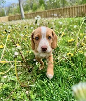 Hound Dogs Available for Adoption in South Bend, Indiana - Bambi | PetCurious