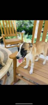 Rescue Shepherd and Border Collie Dogs for Adoption in Richmond, Texas - Captain America | PetCurious