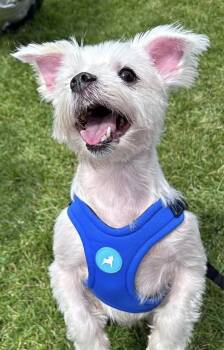 Finn -  West Highland White Terrier Westie Dog for Adoption in Silvana, Washington - Finn | PetCurious