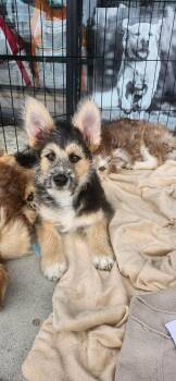 Cowboy -  Goldendoodle and Mixed Breed Dog for Adoption in Torrance, California - Cowboy | PetCurious