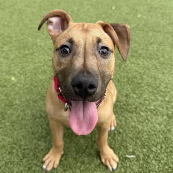 Pit Bull Terrier Dogs Available for Adoption - Rose | PetCurious