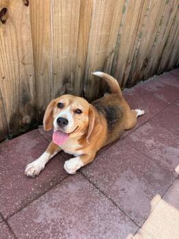 Beagle Dogs Available for Adoption in Miami, Florida - Girl #4 | PetCurious