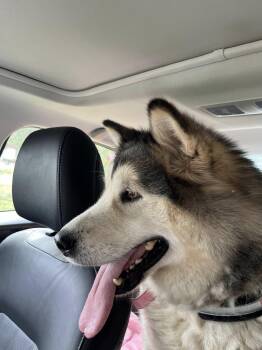 Rescue Alaskan Malamute Dogs for Adoption in Berryville, Virginia - Kalani | PetCurious
