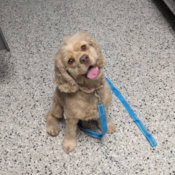Kizzy -  Cocker Spaniel Dog for Adoption in Hattiesburg, Mississippi - Kizzy | PetCurious