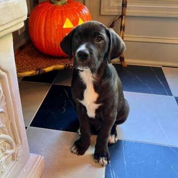 Cookie -  Labrador Retriever and Mixed Breed Dog for Adoption in Overland Park, Kansas - Cookie | PetCurious
