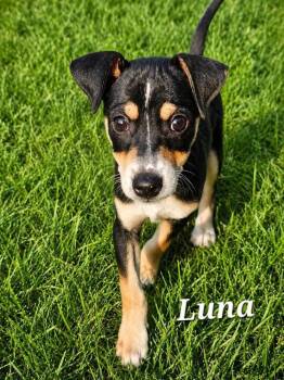 Luna -  Mixed Breed Dog for Adoption in Dorr, Michigan - Luna | PetCurious