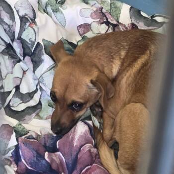 Chihuahua and Cardigan Welsh Corgi Dogs Available for Adoption in Pagosa Springs, Colorado - Toot | PetCurious