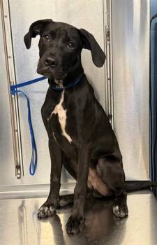 JAKE -  Great Dane and Labrador Retriever Dog for Adoption in Minneapolis, Minnesota - JAKE | PetCurious