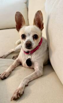 Blanca -  Chihuahua Dog for Adoption - Blanca | PetCurious