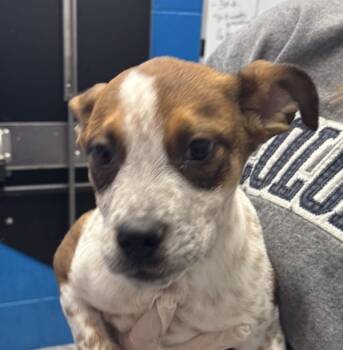 Rescue Australian Cattle Dog Blue Heeler Dogs for Adoption in Golden, Colorado - Cora | PetCurious