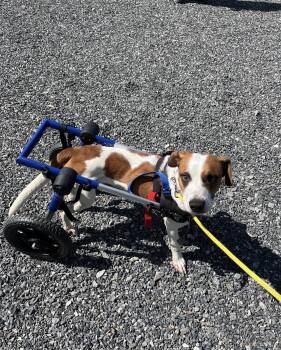 Jack Russell Terrier Dogs Available for Adoption in Marshall, North Carolina - Molly Wolly | PetCurious