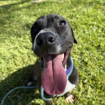 Jesse -  Labrador Retriever Dog for Adoption in Pearland, Texas - Jesse | PetCurious